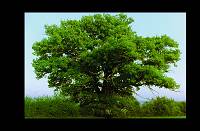 img-arbre.jpg